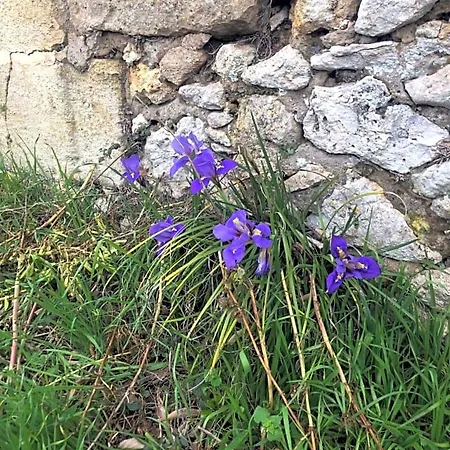 לינה וארוחת בוקר Chateau Destinee